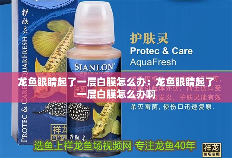 龍魚眼睛起了一層白膜怎么辦：龍魚眼睛起了一層白膜怎么辦啊 龍魚眼睛起了一層白膜怎么辦：龍魚眼睛起了一層白膜怎么辦啊 水族問答