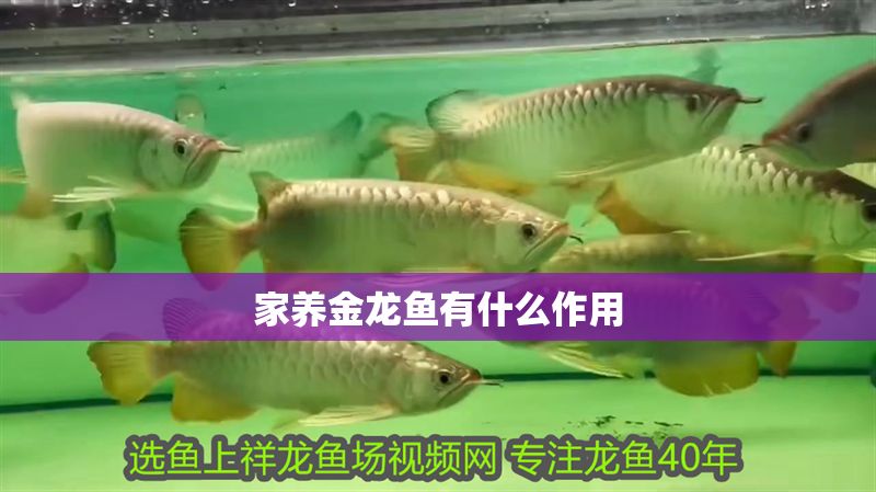 家養(yǎng)金龍魚(yú)有什么作用