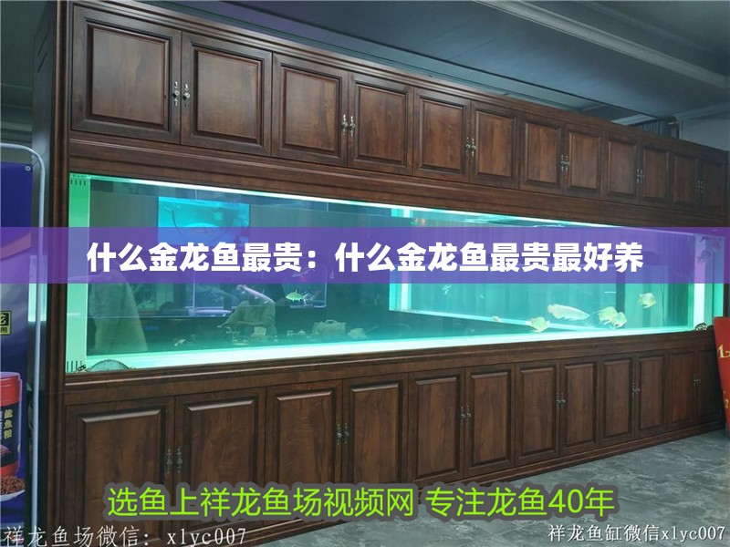 什么金龍魚最貴：什么金龍魚最貴最好養