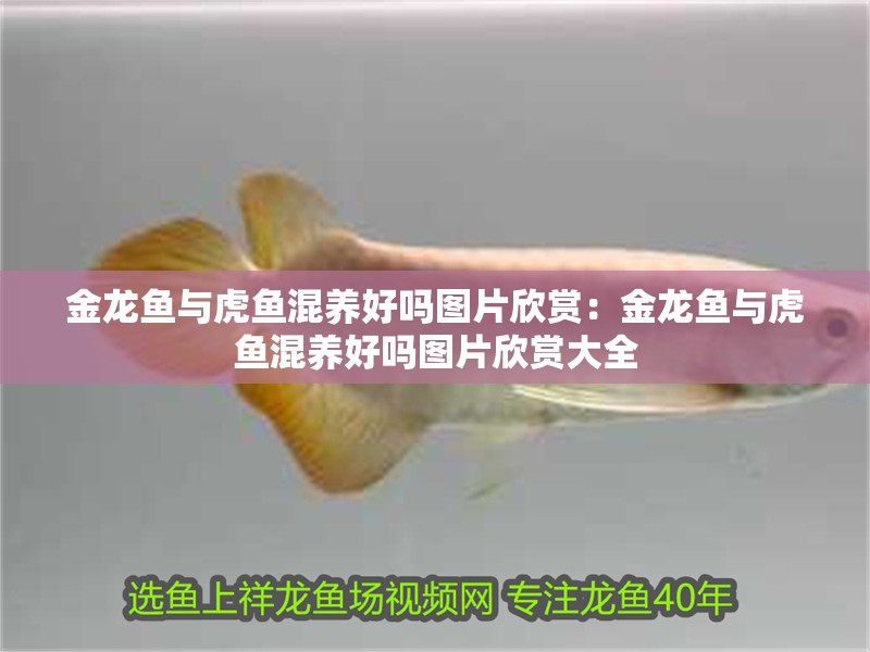 金龍魚與虎魚混養好嗎圖片欣賞：金龍魚與虎魚混養好嗎圖片欣賞大全