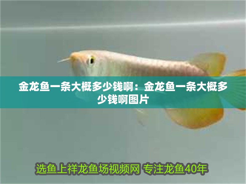 金龍魚一條大概多少錢啊：金龍魚一條大概多少錢啊圖片 金龍魚一條大概多少錢啊：金龍魚一條大概多少錢啊圖片 水族問答