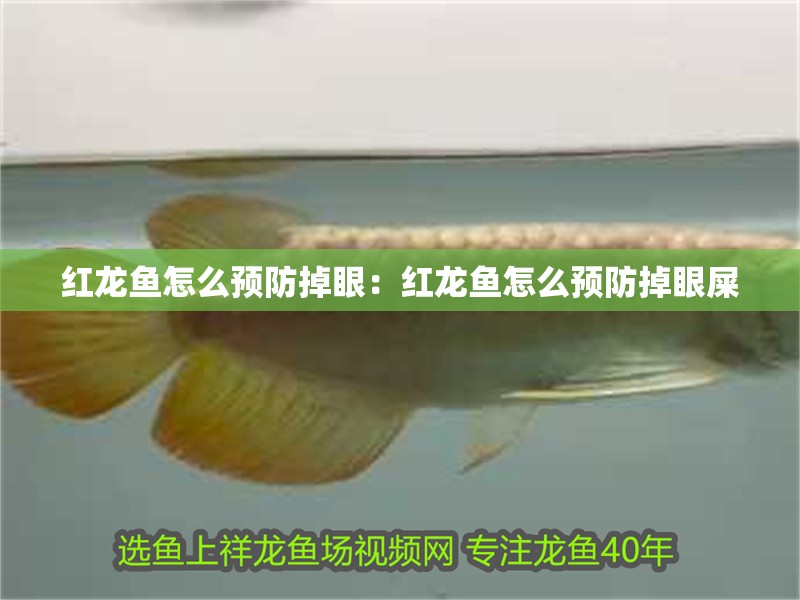 紅龍魚怎么預(yù)防掉眼：紅龍魚怎么預(yù)防掉眼屎 紅龍魚怎么預(yù)防掉眼：紅龍魚怎么預(yù)防掉眼屎 水族問答