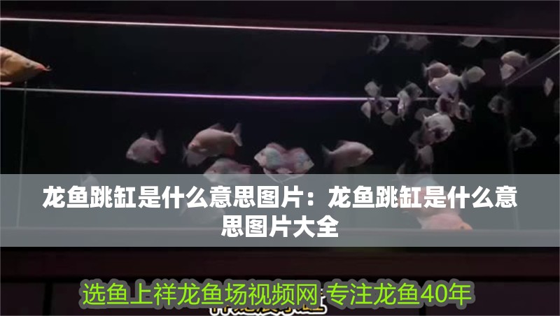 龍魚跳缸是什么意思圖片：龍魚跳缸是什么意思圖片大全