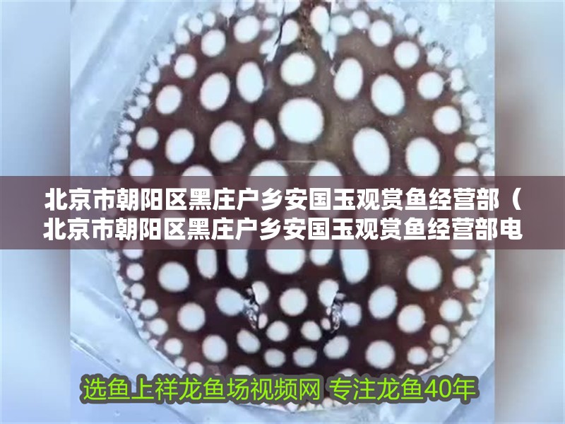北京市朝陽區黑莊戶鄉安國玉觀賞魚經營部（北京市朝陽區黑莊戶鄉安國玉觀賞魚經營部電話）