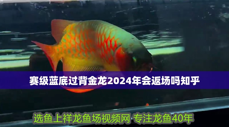 賽級藍底過背金龍2024年會返場嗎知乎 賽級藍底過背金龍2024年會返場嗎知乎 龍魚百科 第1張