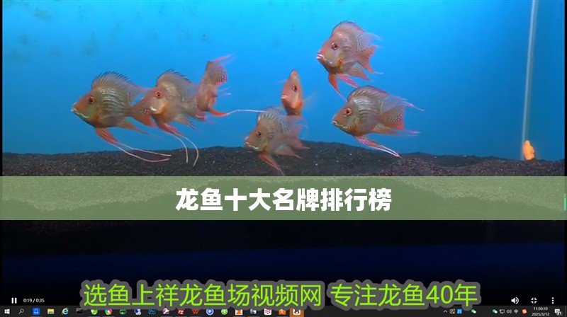 龍魚十大名牌排行榜