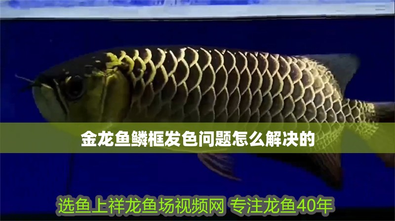 金龍魚鱗框發色問題怎么解決的