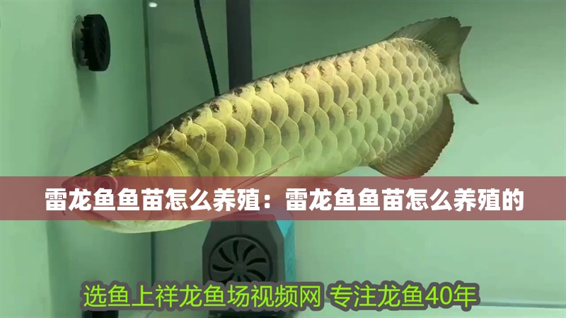 雷龍魚(yú)魚(yú)苗怎么養(yǎng)殖：雷龍魚(yú)魚(yú)苗怎么養(yǎng)殖的 雷龍魚(yú)魚(yú)苗怎么養(yǎng)殖：雷龍魚(yú)魚(yú)苗怎么養(yǎng)殖的 水族問(wèn)答