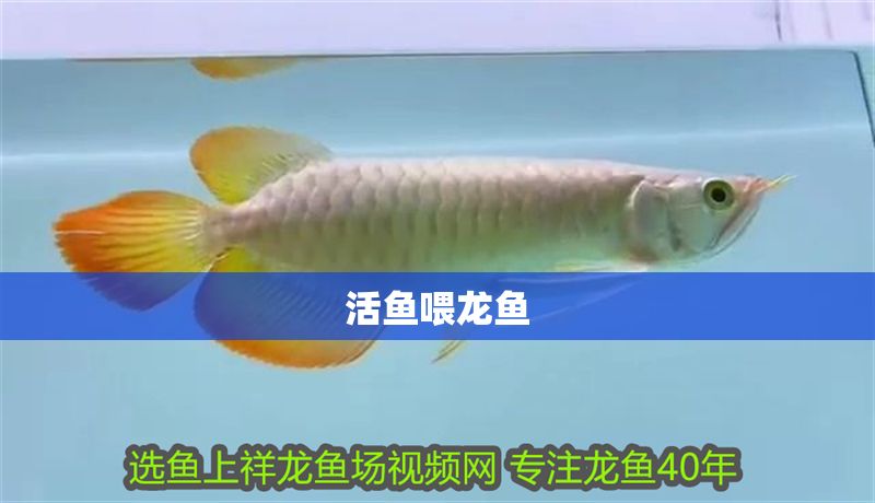 活魚喂龍魚