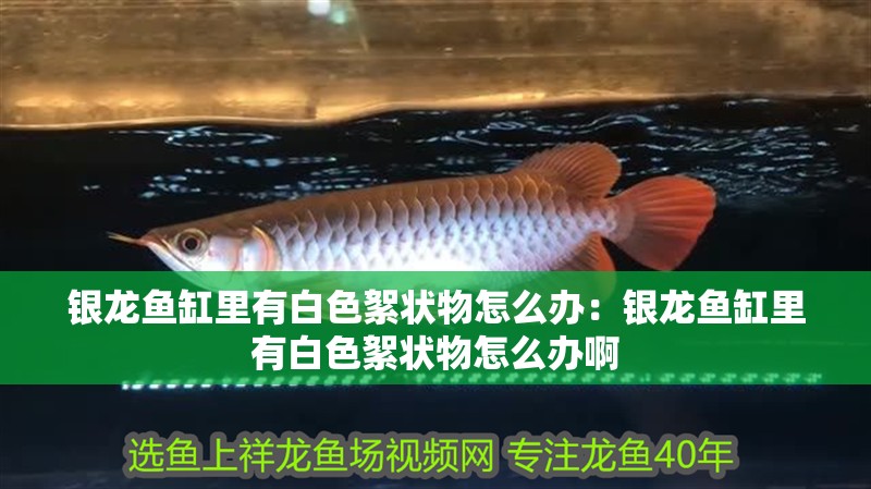 銀龍魚缸里有白色絮狀物怎么辦：銀龍魚缸里有白色絮狀物怎么辦啊