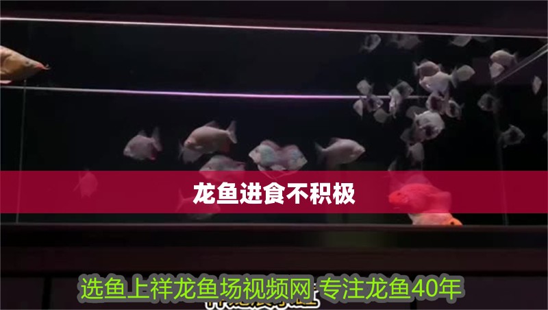 龍魚進食不積極
