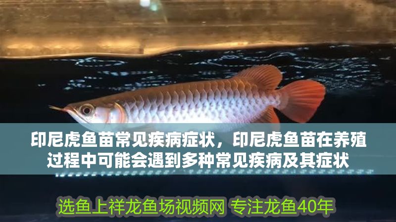 印尼虎魚苗常見疾病癥狀，印尼虎魚苗在養殖過程中可能會遇到多種常見疾病及其癥狀