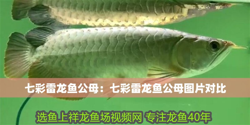 七彩雷龍魚公母：七彩雷龍魚公母圖片對比