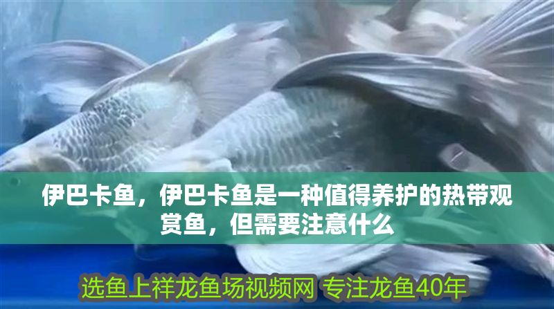 伊巴卡魚，伊巴卡魚是一種值得養護的熱帶觀賞魚，但需要注意什么