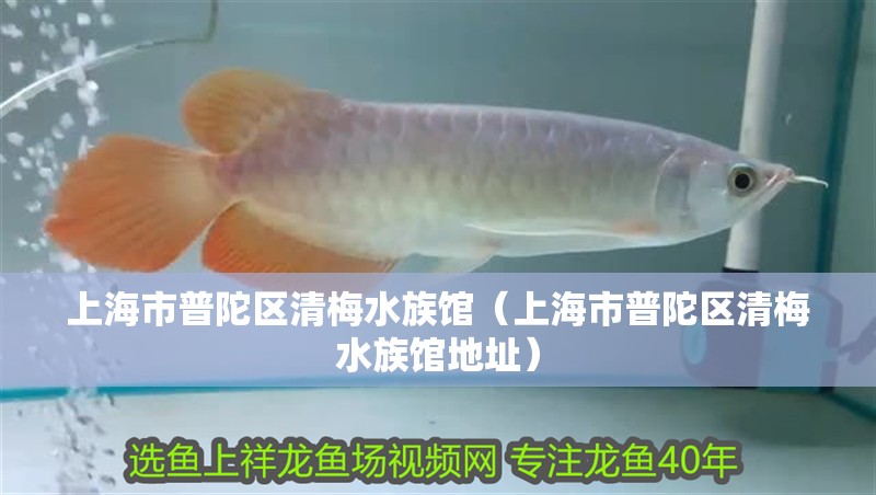 上海市普陀區清梅水族館（上海市普陀區清梅水族館地址） 上海市普陀區清梅水族館（上海市普陀區清梅水族館地址） 全國水族館企業名錄 第1張
