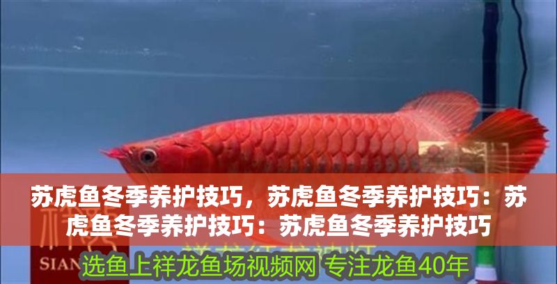 蘇虎魚冬季養護技巧，蘇虎魚冬季養護技巧：蘇虎魚冬季養護技巧：蘇虎魚冬季養護技巧