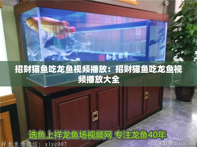 招財貓魚吃龍魚視頻播放：招財貓魚吃龍魚視頻播放大全