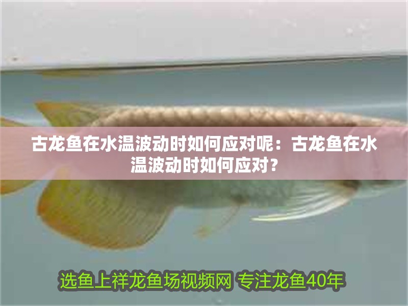 古龍魚在水溫波動時如何應對呢：古龍魚在水溫波動時如何應對？