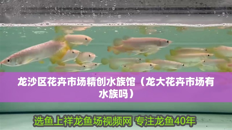 龍沙區花卉市場精創水族館（龍大花卉市場有水族嗎） 龍沙區花卉市場精創水族館（龍大花卉市場有水族嗎） 全國水族館企業名錄 第1張