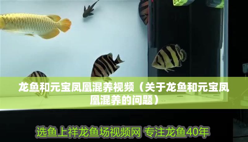 龍魚和元寶鳳凰混養視頻(關于龍魚和元寶鳳凰混養的問題) 元寶鳳凰魚百科 第1張 龍魚和元寶鳳凰混養視頻(關于龍魚和元寶鳳凰混養的問題) 龍魚和元寶鳳凰混養視頻(關于龍魚和元寶鳳凰混養的問題) 元寶鳳凰魚百科 第1張