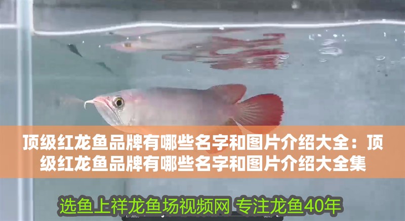 頂級紅龍魚品牌有哪些名字和圖片介紹大全：頂級紅龍魚品牌有哪些名字和圖片介紹大全集