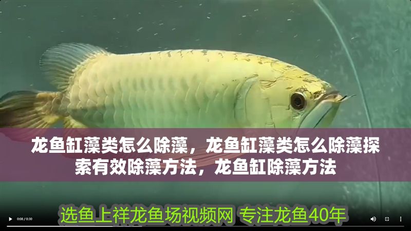 龍魚缸藻類怎么除藻，龍魚缸藻類怎么除藻探索有效除藻方法，龍魚缸除藻方法