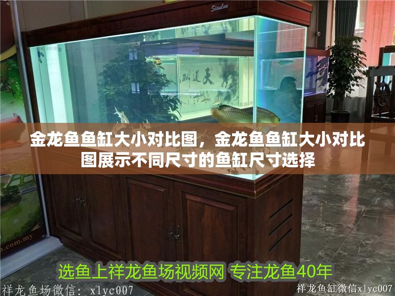 金龍魚魚缸大小對比圖，金龍魚魚缸大小對比圖展示不同尺寸的魚缸尺寸選擇