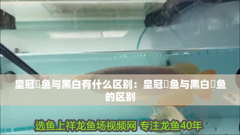 皇冠魟魚與黑白有什么區別：皇冠魟魚與黑白魟魚的區別