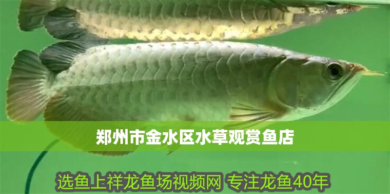 鄭州市金水區水草觀賞魚店