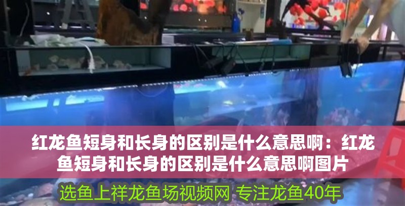 紅龍魚短身和長(zhǎng)身的區(qū)別是什么意思?。杭t龍魚短身和長(zhǎng)身的區(qū)別是什么意思啊圖片