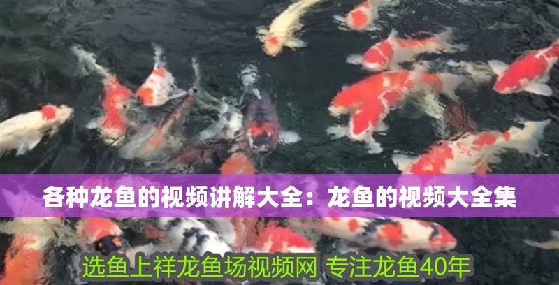 各種龍魚的視頻講解大全：龍魚的視頻大全集