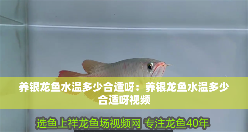 養(yǎng)銀龍魚(yú)水溫多少合適呀：養(yǎng)銀龍魚(yú)水溫多少合適呀視頻