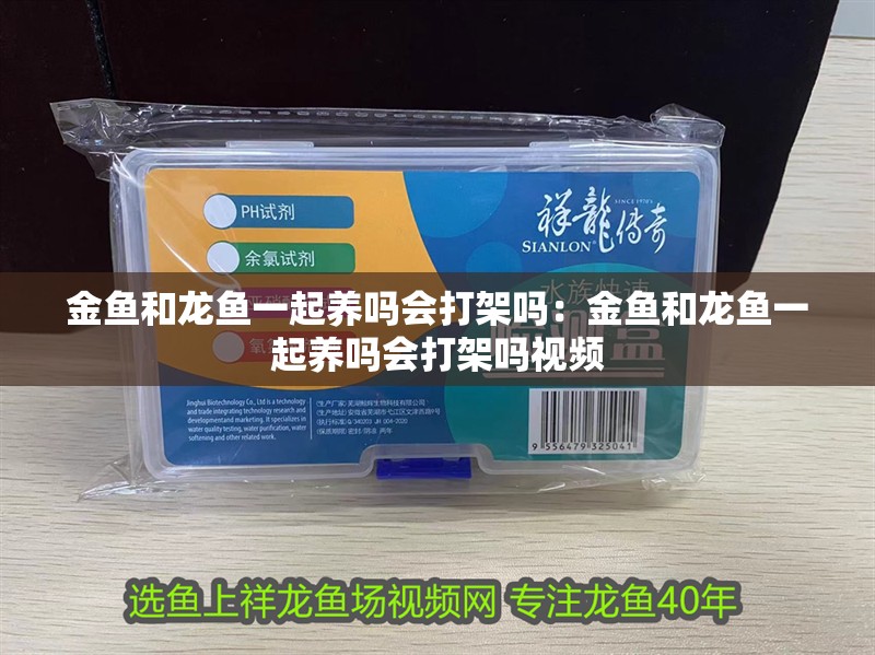 金魚和龍魚一起養嗎會打架嗎：金魚和龍魚一起養嗎會打架嗎視頻