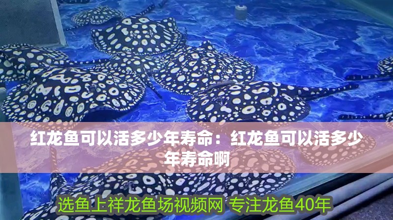 紅龍魚可以活多少年壽命：紅龍魚可以活多少年壽命啊
