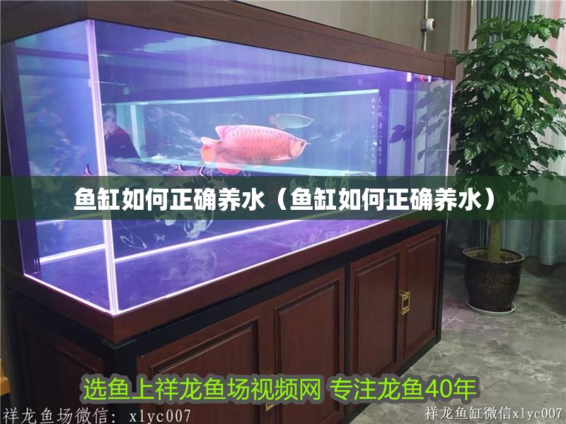 魚缸如何正確養水（魚缸如何正確養水）