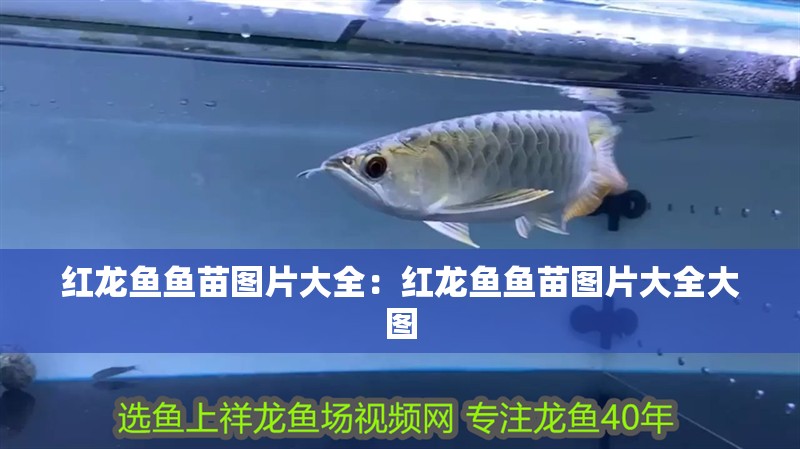紅龍魚魚苗圖片大全：紅龍魚魚苗圖片大全大圖