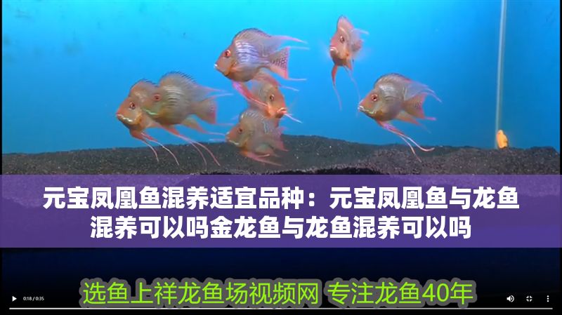 元寶鳳凰魚混養適宜品種：元寶鳳凰魚與龍魚混養可以嗎金龍魚與龍魚混養可以嗎