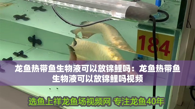 龍魚熱帶魚生物液可以放錦鯉嗎：龍魚熱帶魚生物液可以放錦鯉嗎視頻