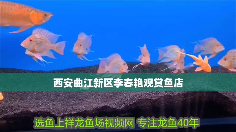 西安曲江新區李春艷觀賞魚店