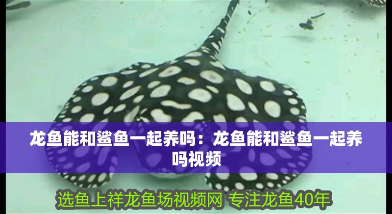 龍魚能和鯊魚一起養嗎：龍魚能和鯊魚一起養嗎視頻