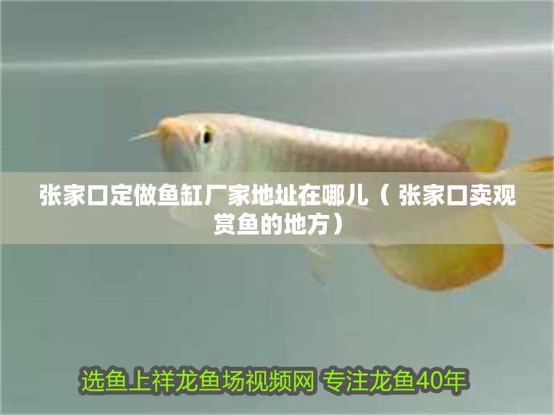 張家口定做魚缸廠家地址在哪兒（ 張家口賣觀賞魚的地方）