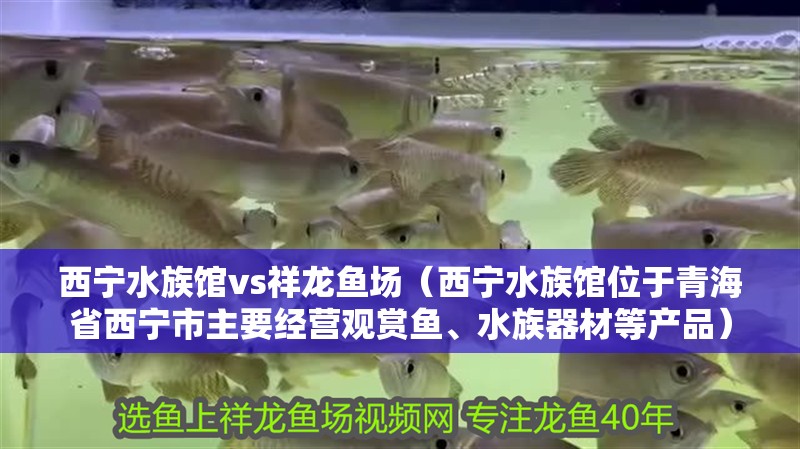 西寧水族館vs祥龍魚(yú)場(chǎng)（西寧水族館位于<strong><mark>青海</mark></strong>省西寧市主要經(jīng)營(yíng)觀賞魚(yú)、水族器材等產(chǎn)品）