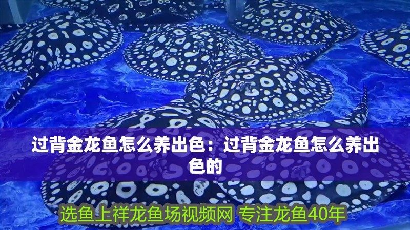 過背金龍魚怎么養(yǎng)出色：過背金龍魚怎么養(yǎng)出色的