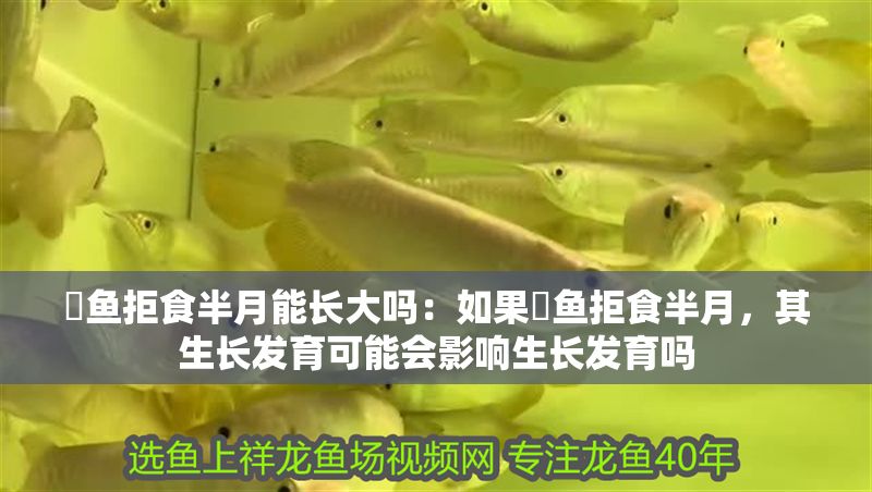 魟魚拒食半月能長大嗎:如果魟魚拒食半月,其生長發育可能會影響生長發育嗎 魟魚百科 第2張 魟魚拒食半月能長大嗎:如果魟魚拒食半月,其生長發育可能會影響生長發育嗎 魟魚拒食半月能長大嗎:如果魟魚拒食半月,其生長發育可能會影響生長發育嗎 魟魚百科 第2張