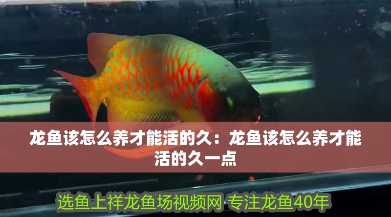 龍魚該怎么養才能活的久：龍魚該怎么養才能活的久一點