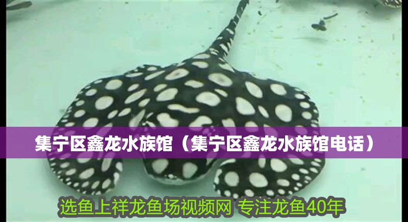 集寧區(qū)鑫龍水族館(集寧區(qū)鑫龍水族館電話) 全國水族館企業(yè)名錄 第2張 集寧區(qū)鑫龍水族館(集寧區(qū)鑫龍水族館電話) 集寧區(qū)鑫龍水族館(集寧區(qū)鑫龍水族館電話) 全國水族館企業(yè)名錄 第2張