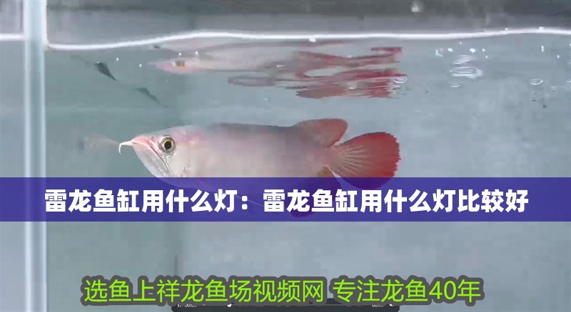 雷龍魚缸用什么燈:雷龍魚缸用什么燈比較好 水族問答 雷龍魚缸用什么燈:雷龍魚缸用什么燈比較好 雷龍魚缸用什么燈:雷龍魚缸用什么燈比較好 水族問答