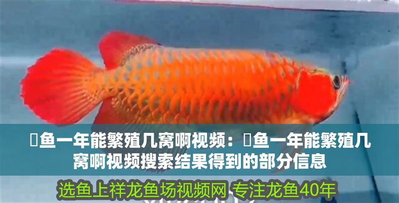 魟魚一年能繁殖幾窩啊視頻：魟魚一年能繁殖幾窩啊視頻搜索結果得到的部分信息 魟魚一年能繁殖幾窩啊視頻：魟魚一年能繁殖幾窩啊視頻搜索結果得到的部分信息 魟魚百科 第2張