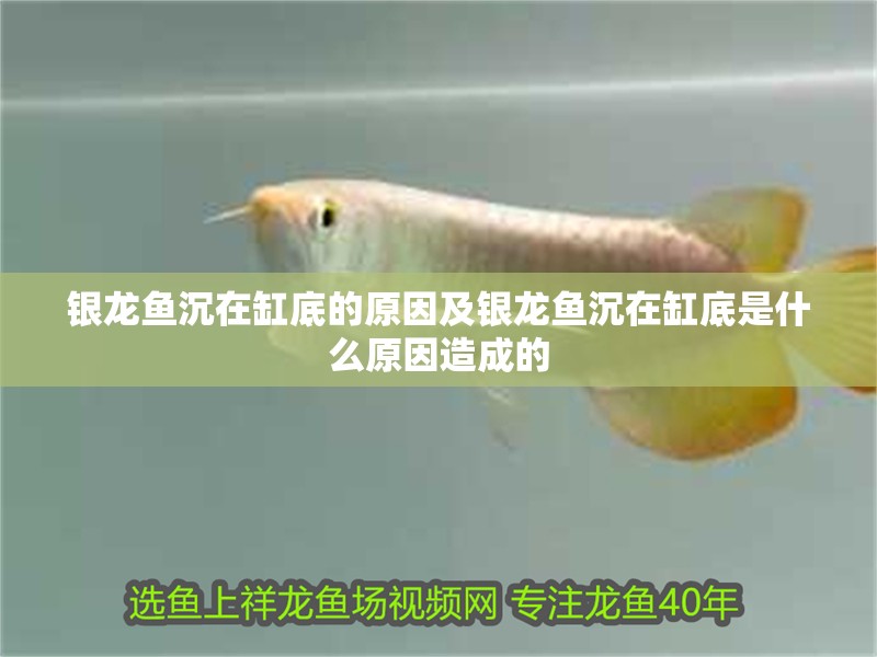 銀龍魚沉在缸底的原因及銀龍魚沉在缸底是什么原因造成的