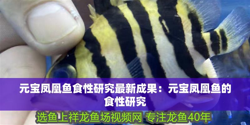 元寶鳳凰魚(yú)食性研究最新成果：元寶鳳凰魚(yú)的食性研究